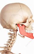 Image result for Jaw Bone Structure