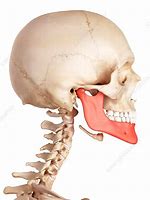 Image result for Human Lower Jaw Bone