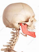 Image result for Skeleton Jaw