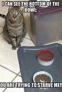 Image result for Cat Food Bowl Meme