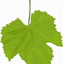 Image result for Grape Leaves Cartoon
