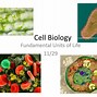 Image result for Cell Biology Evolution