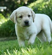 Image result for Lab Dog Puppies