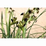 Iris tuberosa എന്നതിനുള്ള ഇമേജ് ഫലം