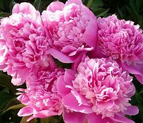 Image result for Pink Peonies Wallpaper