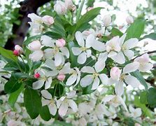 Image result for Crab Apple Trees Variety