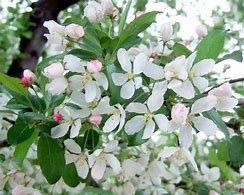 Image result for Flowering Crabapple Trees Varieties