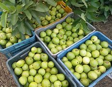 Image result for Guava Farm