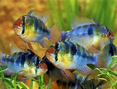 Image result for Pool of Blue Ram Cichlids