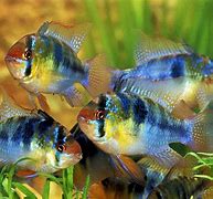 Image result for German Blue Ram Fish
