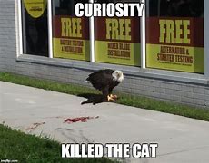 Image result for Eagle Cat Meme