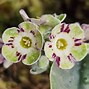 Image result for Primula auricula Red and White Striped