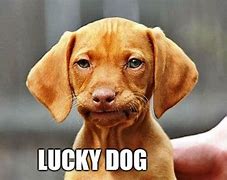 Image result for Lucky Dog Meme