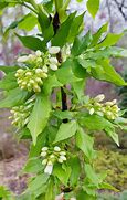 Image result for Staphylea colchica