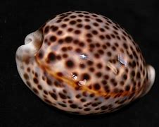 Image result for Cypraea Tigris