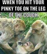 Image result for Funny Dog with Sore Toe Memes