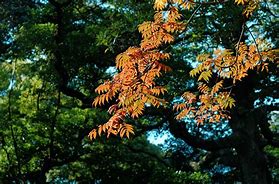 Image result for Autum in Tokyo