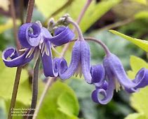 Image result for Clematis Heracleifolia