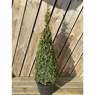 Image result for Buxus Semp