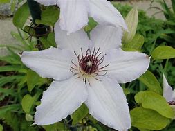 Image result for Clematis Snow Queen