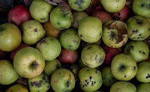 Image result for A Few Bad Apple's