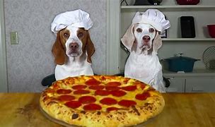 Image result for Pizza Funny Dog