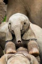 Image result for cutest babies elephant