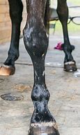 Image result for Bench Kneed Horse