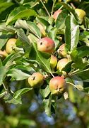 Image result for Green Apple Tree Varieties