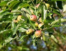 Image result for Types of Apple Trees