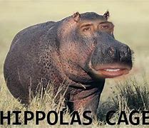 Image result for Nicolas Cage Bees Meme