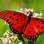 Image result for Red Butterfly Wallpaper