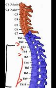 Image result for Where Is the T10 Vertebra Located