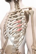 Image result for 8th Rib Fracture