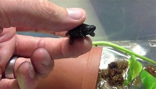 Image result for Tiniest Turtle in the World