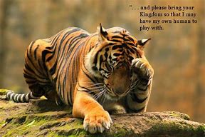 Image result for Praying Tiger