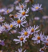 Image result for Aster turbinellus