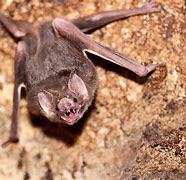 Image result for Vampire Bat