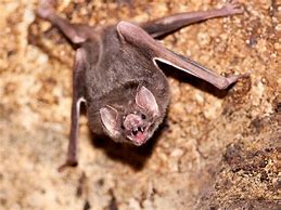Image result for Small Vampire Bats