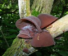 Image result for Farm Wood Ear