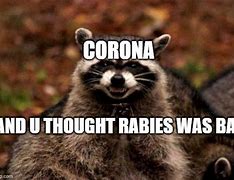 Image result for Evil Raccoon Meme