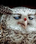 Image result for Crazy Funny Owl