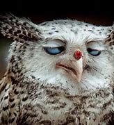 Image result for Funny Owl Faces