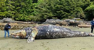 Image result for Whale Die