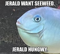 Image result for Fish Meme PFP