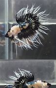 Image result for Marble Dragon Bf Betta Fish