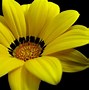 Image result for Yellow Flower Desktop