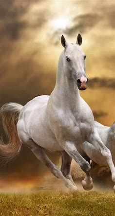 SweetDreamer on | Horses, Pretty horses, Beautiful horses