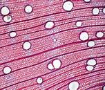 Image result for Magnified X100