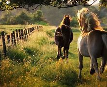 Image result for L Horse iPhone Wallpaper